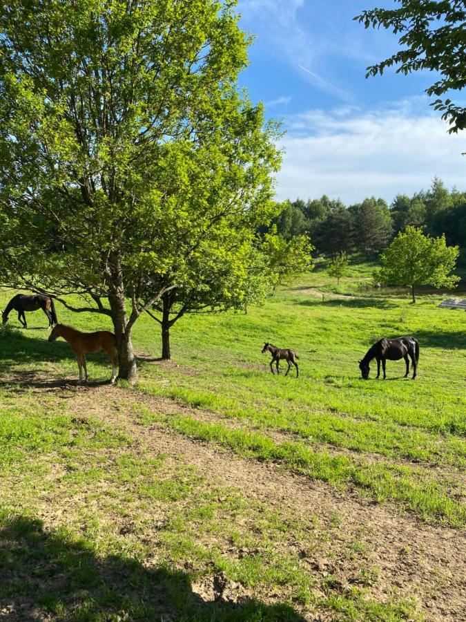 Koziula - Domki I Lesne Spa Na Kaszubach Przywidz  Exteriér fotografie