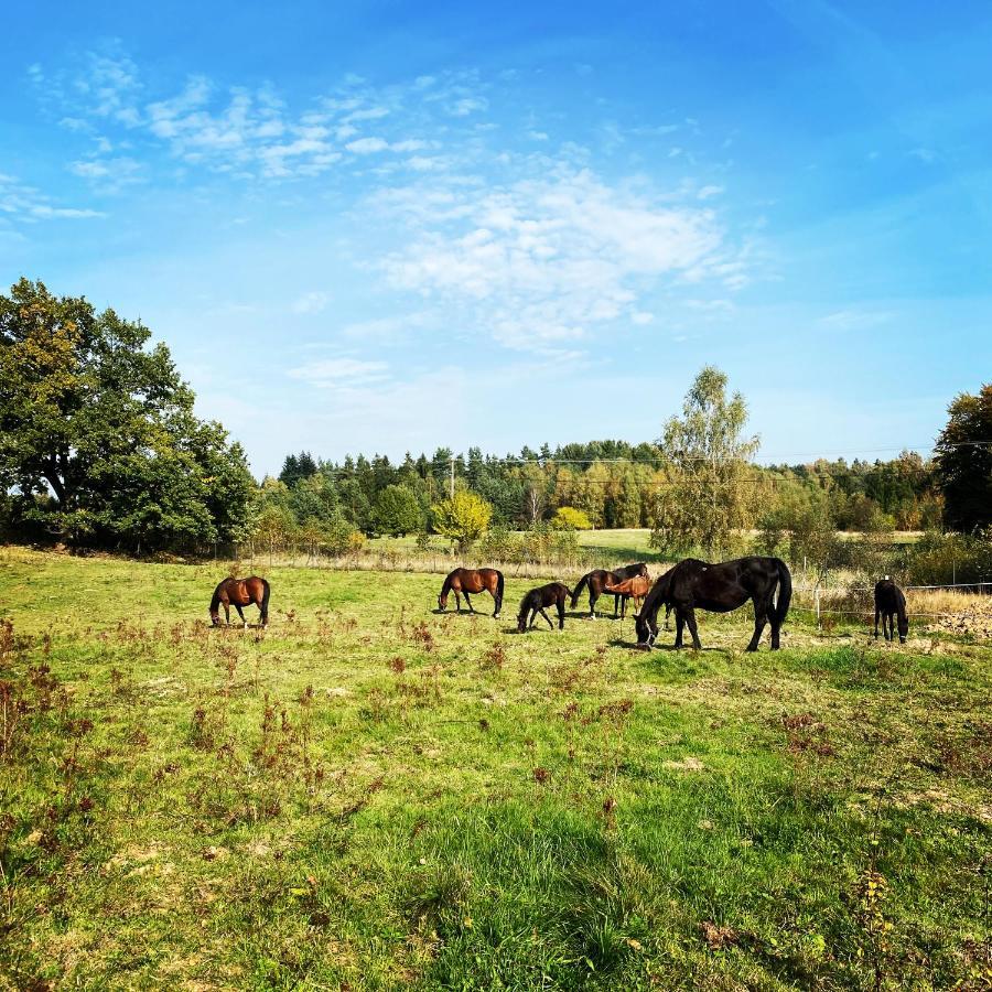 Koziula - Domki I Lesne Spa Na Kaszubach Przywidz  Exteriér fotografie