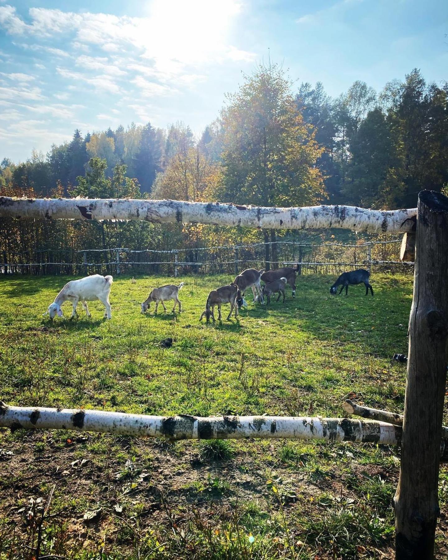 Koziula - Domki I Lesne Spa Na Kaszubach Przywidz  Exteriér fotografie