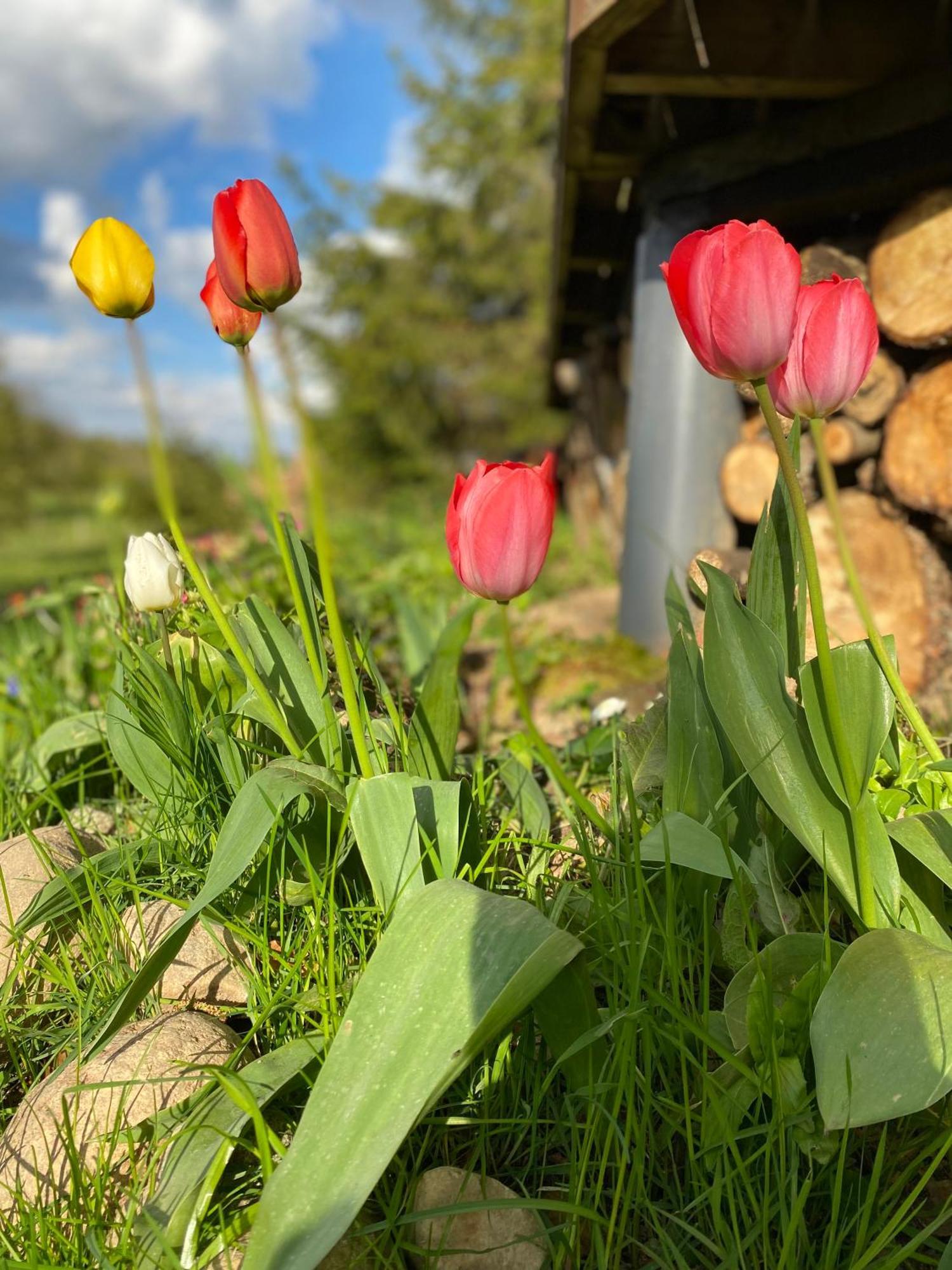 Koziula - Domki I Lesne Spa Na Kaszubach Przywidz  Exteriér fotografie